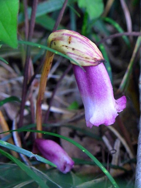 Forest ghost flower