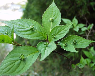 Japanese helwingia