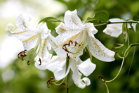 Golden-rayed lily