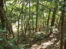 Pin oaks and sawtooth oaks