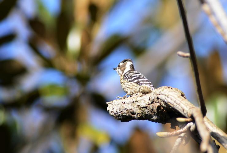 Japanese pygmy woodpecker