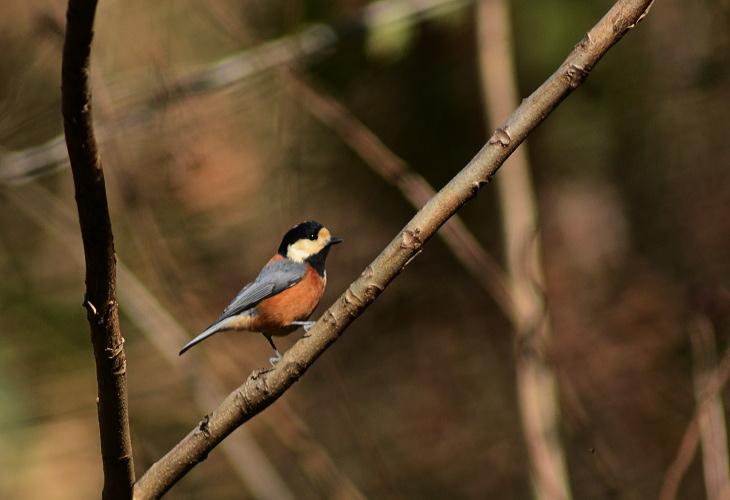 Varied Tit
