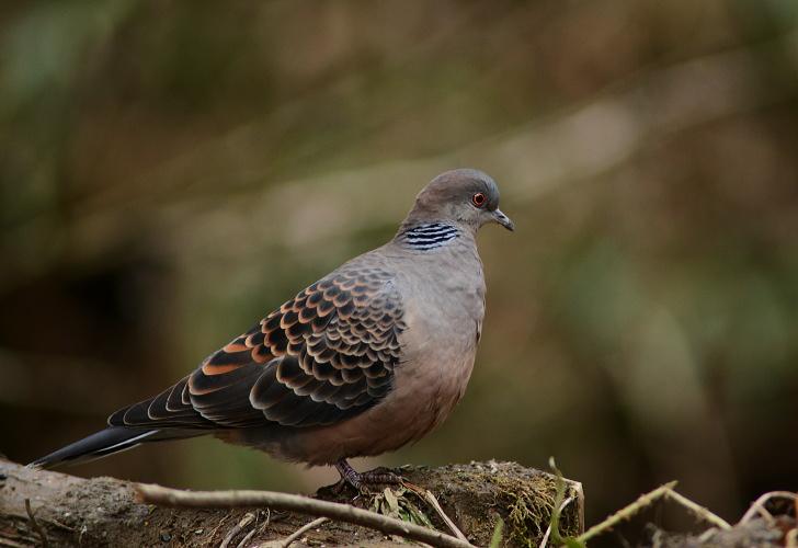Oriental Turtle Dove
