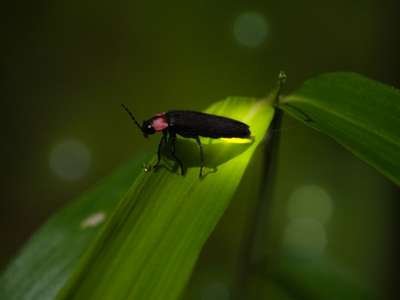 Firefly