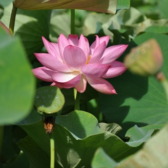 Ohga Lotus