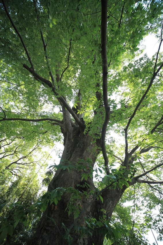 The Zelkova near Hamura Bridge