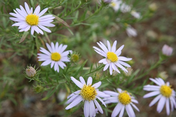 Aster kantoensis