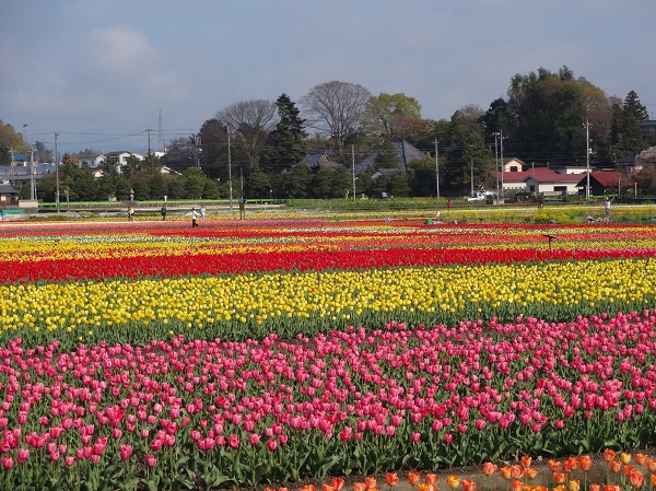 The Tulip Festival