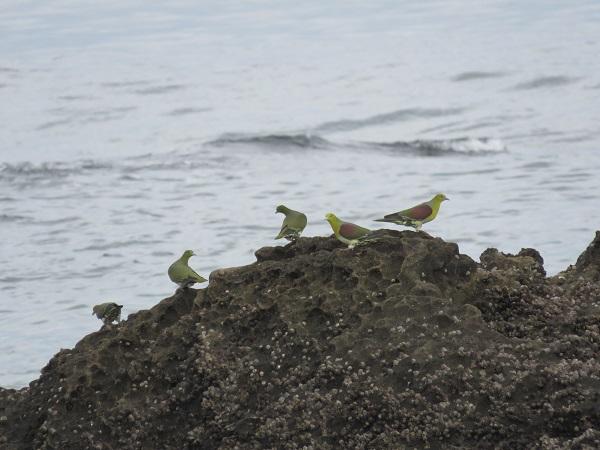 White-bellied green pigeon