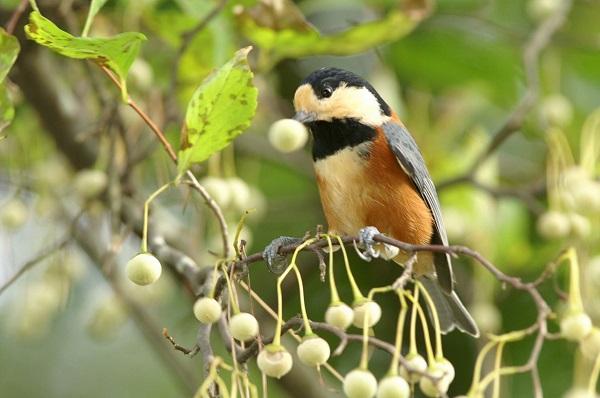 Varied tit (Parus varius)