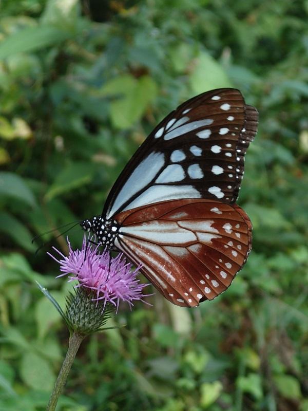 Chestnut tiger (Parantica sita)