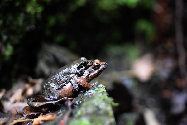 Tago's brown frog (Rana tagoi)
