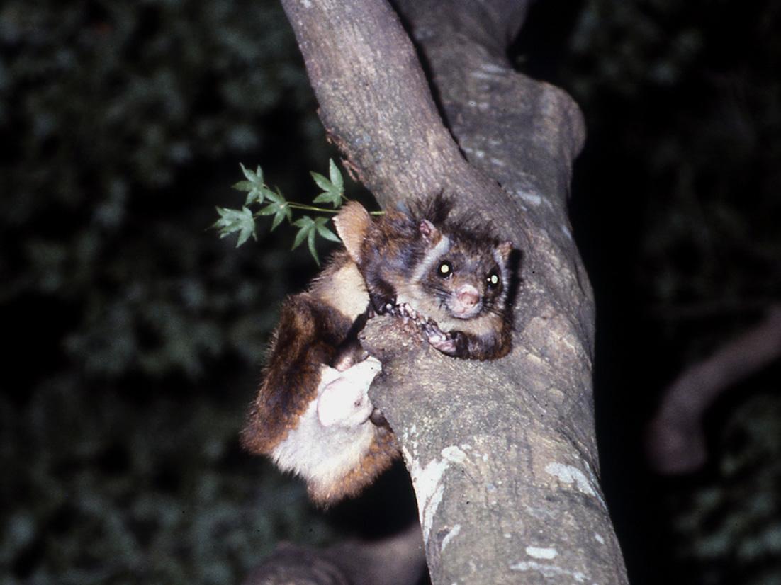 Japanese giant flying squirrel (Petaurista leucogenys)