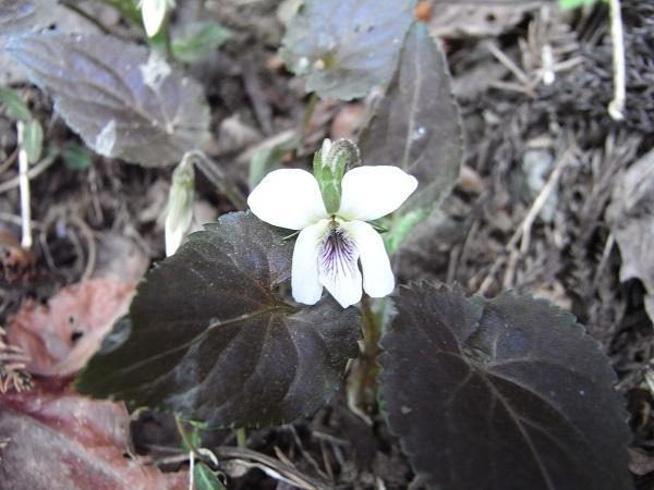 Takao Sumire (V. yezoensis f. discolor)