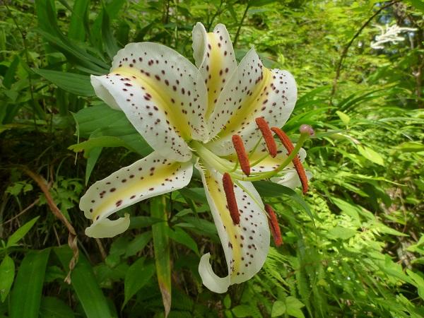Golden-rayed lily (Lilium auratum)