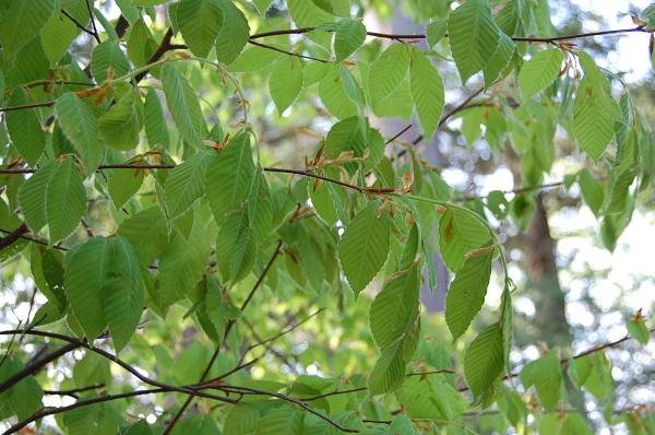Japanese blue beech (Fagus japonica Maxim.)