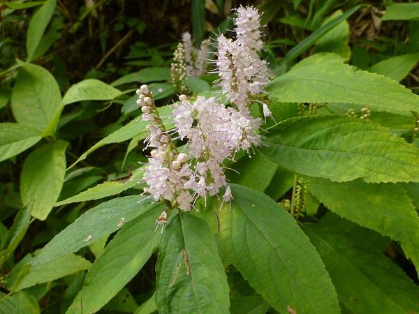 Keiskea japonica
