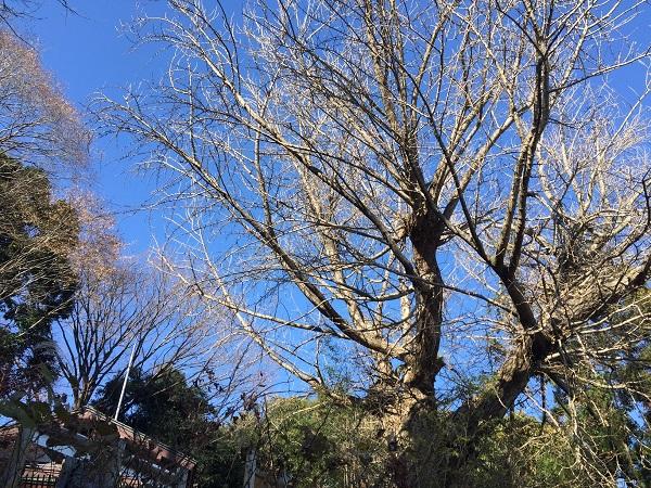 Mugi-maki icho (the wheat-planting gingko) of Konpira Shrine