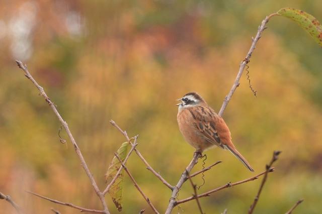 Meadow bunting (Emberiza cioides)