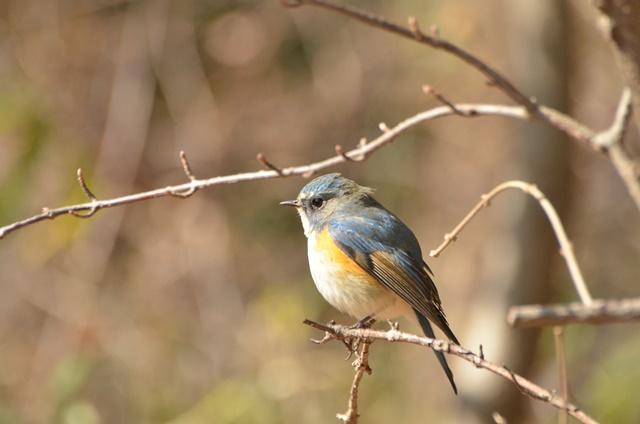 Red-flanked bluetail (Tarsiger cyanurus)