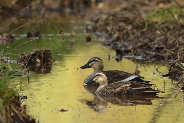 Indian spot-billed duck (Anas zonorhyncha)