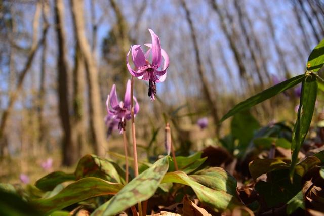 Dogtooth violet (Erythronium japonicum Decne.)