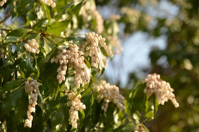 Japanese andromeda (Pieris japonica subsp. japonica)