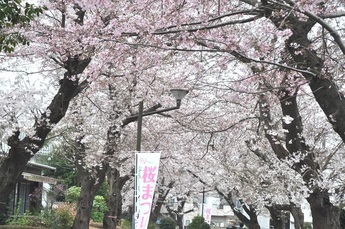 Rows of cherry blossom trees along the Noyama-kita Park bicycle path