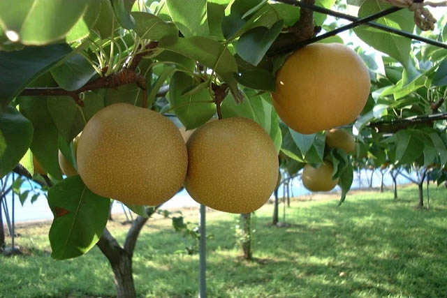 Lake Tama Pears