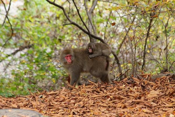 Snow monkey (Macaca fuscata)
