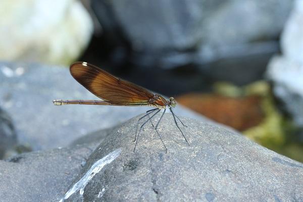 Calopteryx cornelia