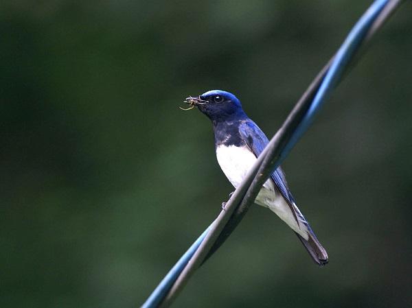 Blue-and-white flycatcher (Cyanoptila cyanomelana)