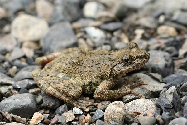 Kajika frog (Buergeria buergeri)