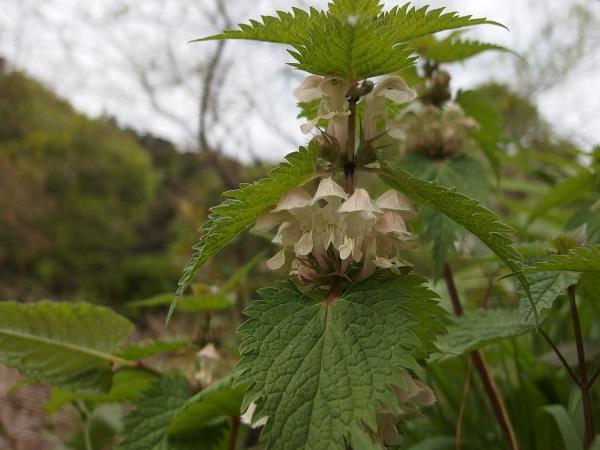 White nettle (Lamium album)