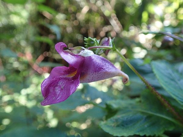Impatiens textori