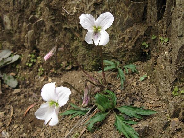 Viola eizanensis