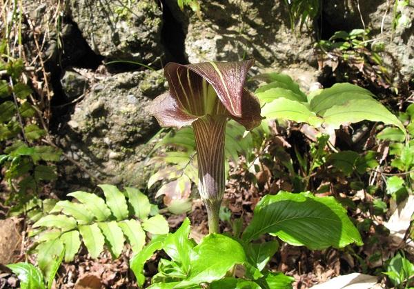 Arisaema undulatifolium var. ionostemma