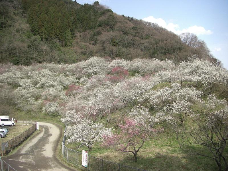 Takao Baigo Plum Blossom Festival