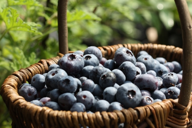 Blueberries