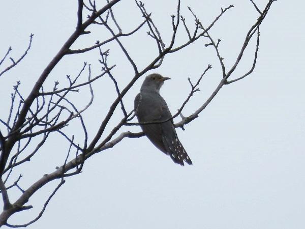 Lesser cuckoo