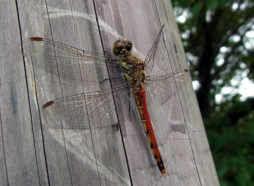 Autumn darter