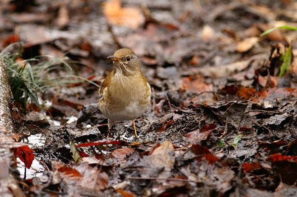 Pale Thrush