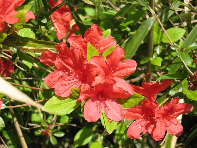 Kaempfer azalea
