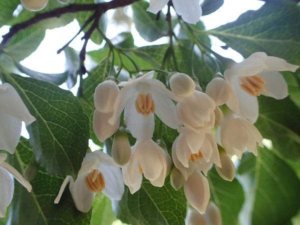 Japanese snowbell
