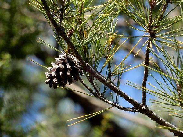 Japanese red pine