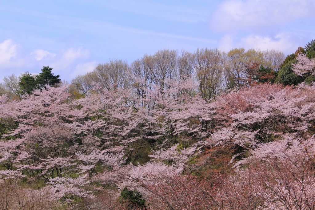 Cherry Blossom Festival of Takiyama Castle Ruins 