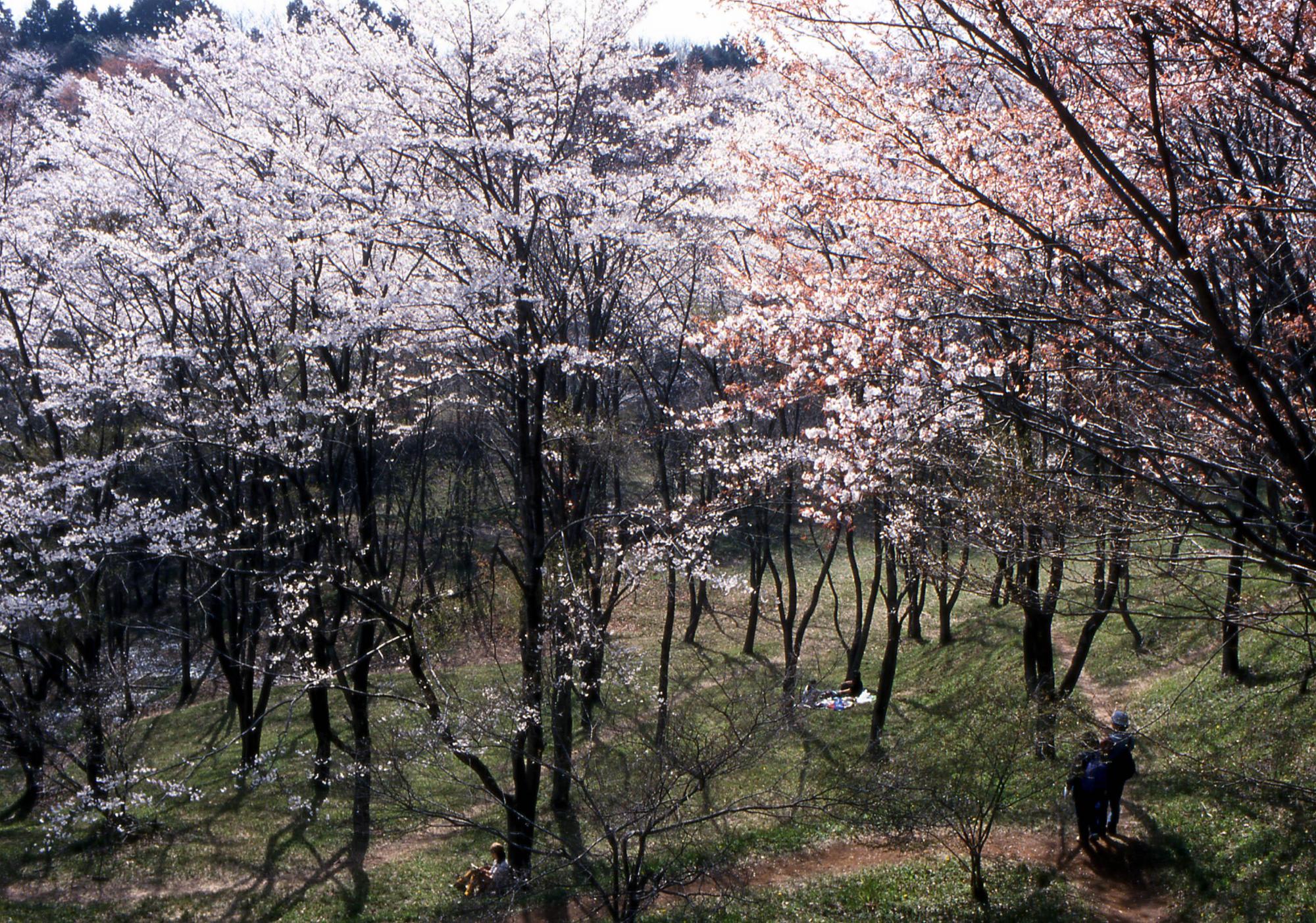 Metropolitan Takiyama Natural Park branding