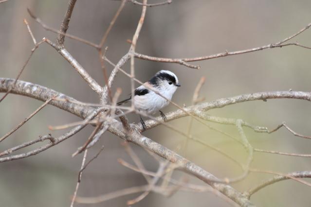 Long-tailed tit (Aegithalos caudatus)