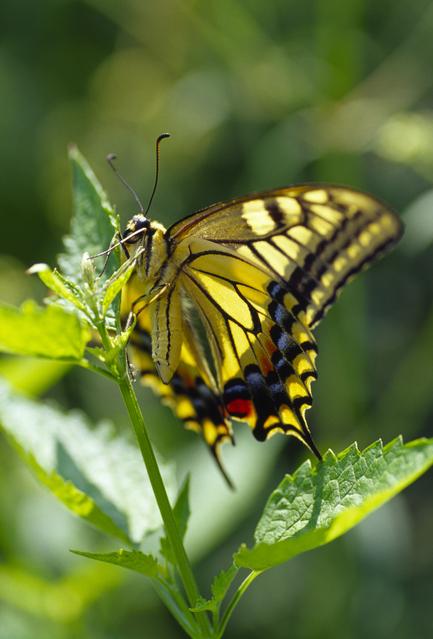 Old World swallowtail (Papilio machaon)