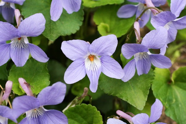 Viola grypoceras